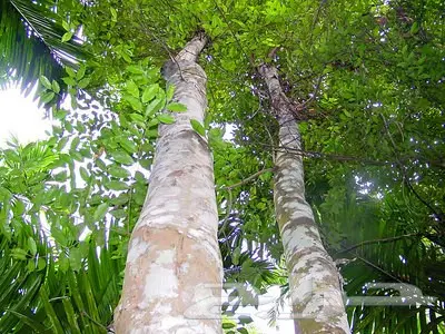 لاوسي ماليزي بورمي فيتنامي تراد صيني 11