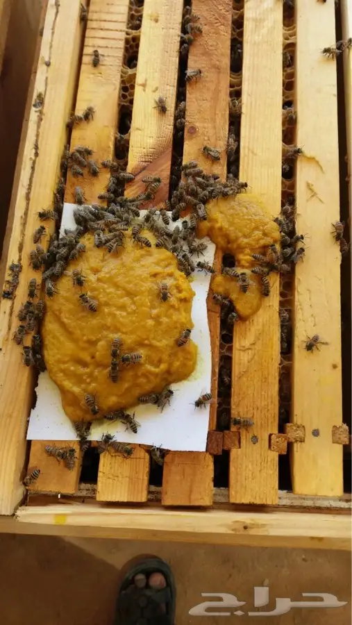 غذاء النحل جاهز لتغذية النحل 4