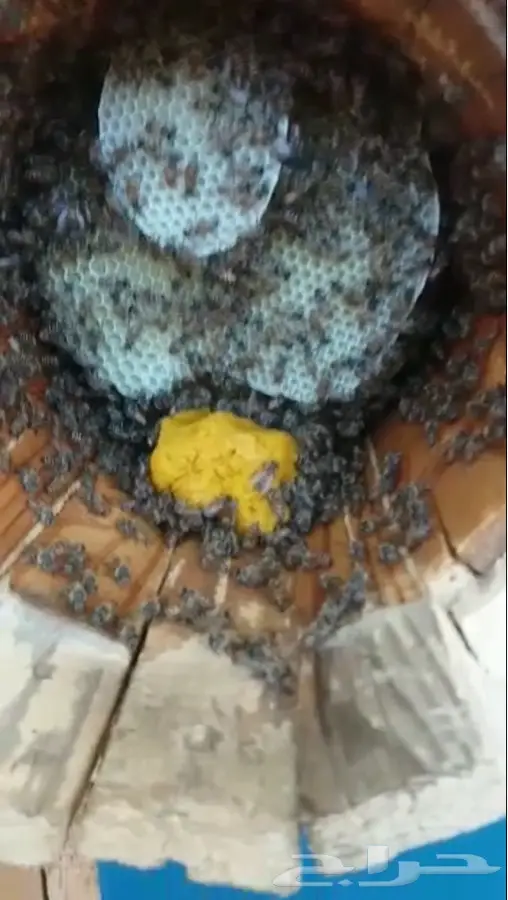 غذاء النحل جاهز لتغذية النحل 1