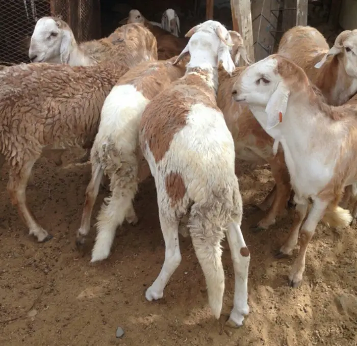 ذبايح اغنام مدينة الرياض 45 9