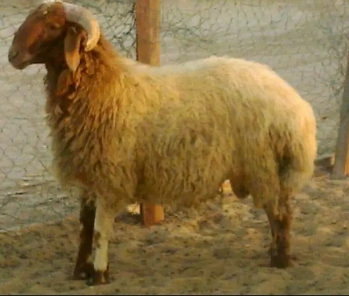 ذبايح اغنام مدينة الرياض 45 4