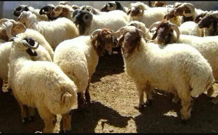 ذبايح اغنام مدينة الرياض 45 5