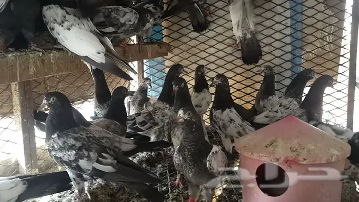 طبات تيدي صافيه 15