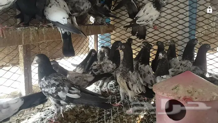 طبات تيدي صافيه 16