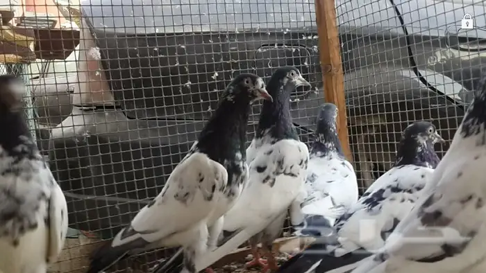 طبات تيدي صافيه 13