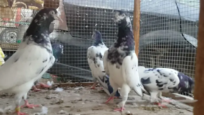 طبات تيدي صافيه 10