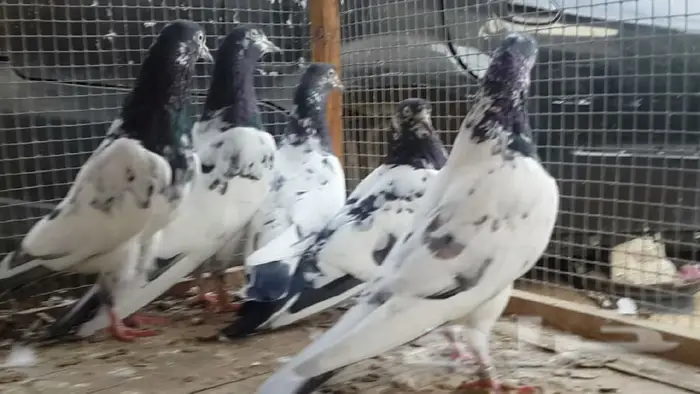 طبات تيدي صافيه 12