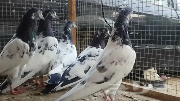 طبات تيدي صافيه 14