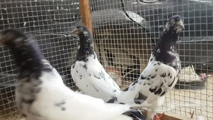 طبات تيدي صافيه 9