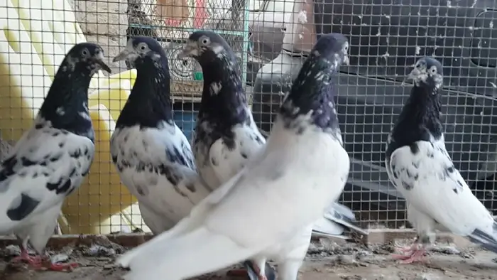 طبات تيدي صافيه 8