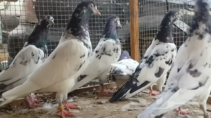 طبات تيدي صافيه 11