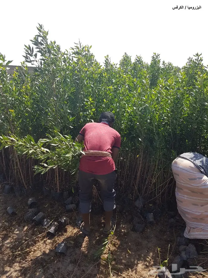 شتلات بزروميا ارتفاع مترالى مترين تبدأ ب1.50 5