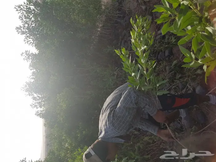 شتلات بزروميا ارتفاع مترالى مترين تبدأ ب1.50 1