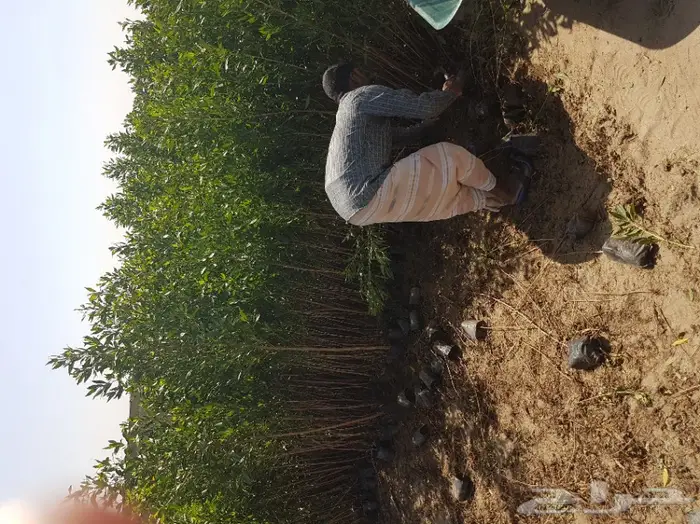 شتلات بزروميا ارتفاع مترالى مترين تبدأ ب1.50 2