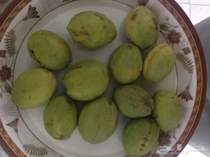 لوز بجلي للبيع 1