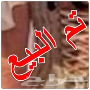 كابرس 88 للبيع  12