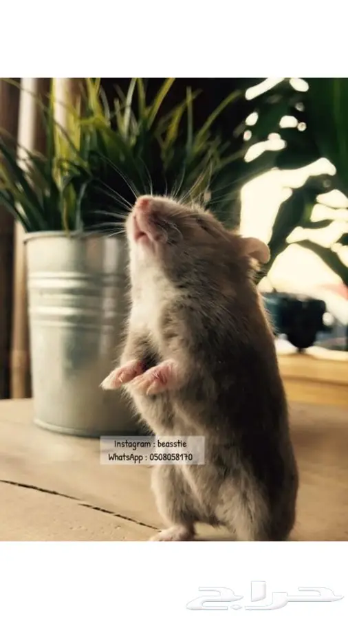 هامسترات Beasstie متوفر تمارا 0
