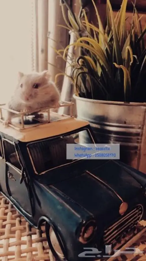 هامسترات Beasstie متوفر تمارا 2