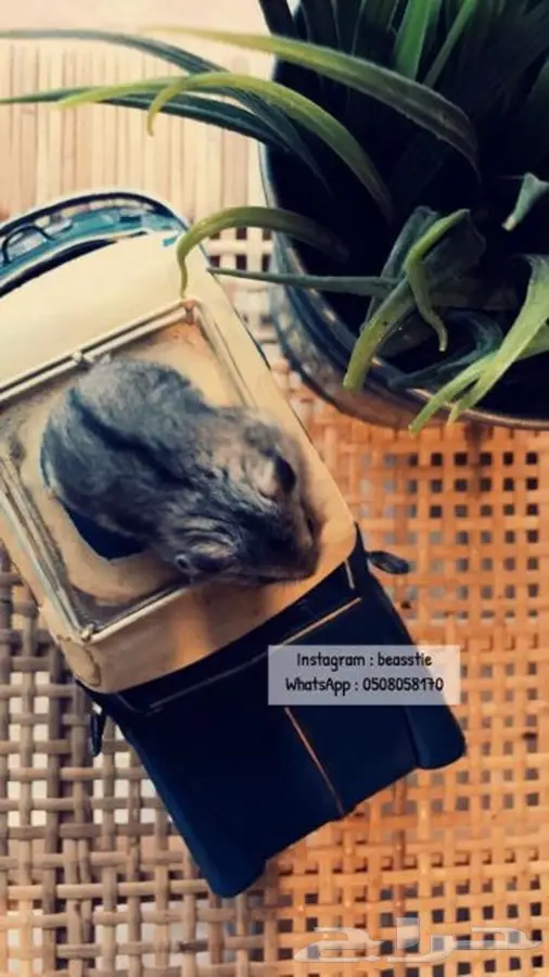 هامسترات Beasstie متوفر تمارا 5