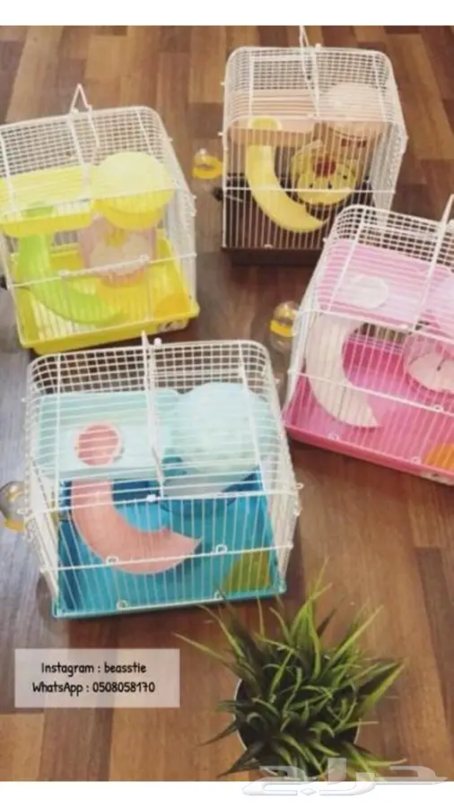 هامسترات Beasstie متوفر تمارا 9