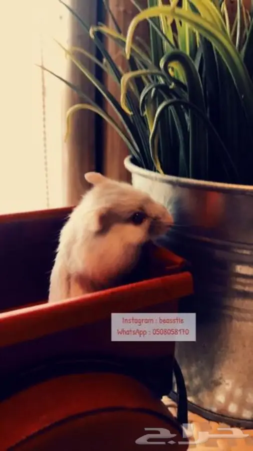 هامسترات Beasstie متوفر تمارا 3