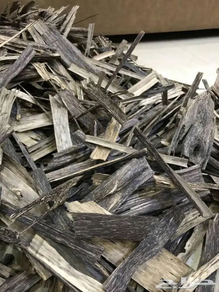 عودطبيعي من الغابات الطبيعيه جنوب تايلاند روع 0