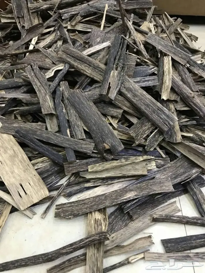 عودطبيعي من الغابات الطبيعيه جنوب تايلاند روع 1