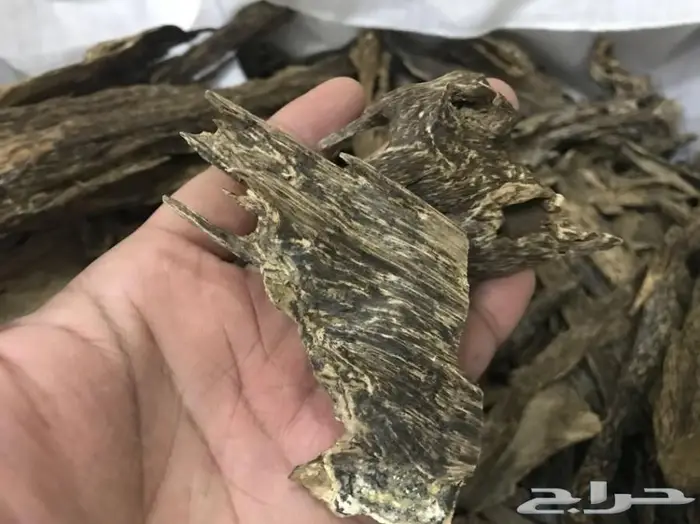 عودطبيعي من الغابات الطبيعيه جنوب تايلاند روع 2