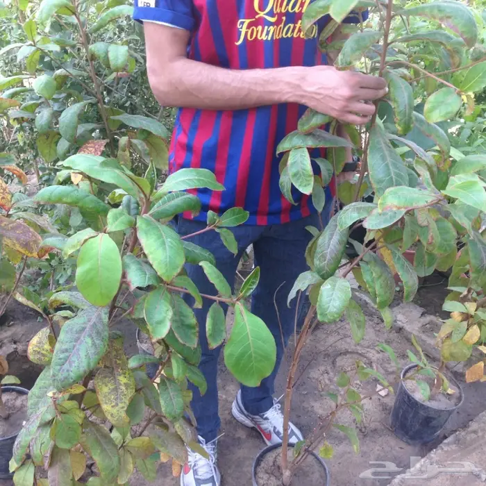 شتلات لوز بجلي Terminalia Catappa Trees 1