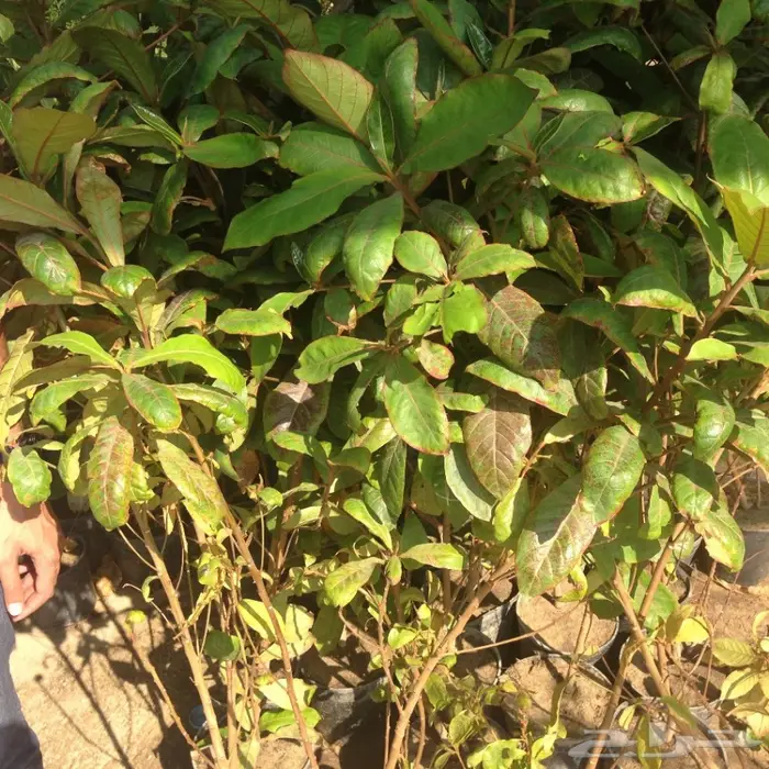 شتلات لوز بجلي Terminalia Catappa Trees 2