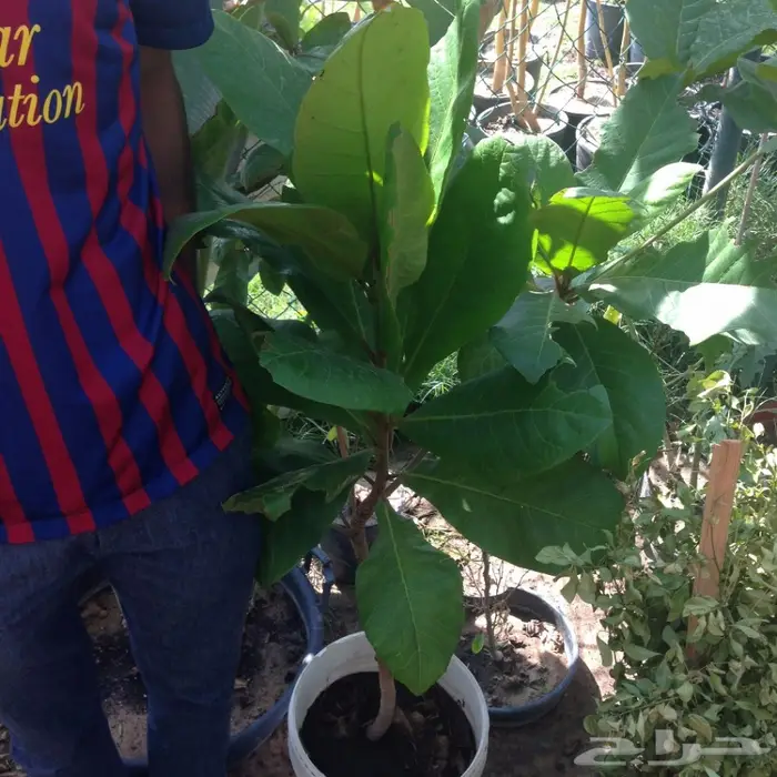 شتلات لوز بجلي Terminalia Catappa Trees 3