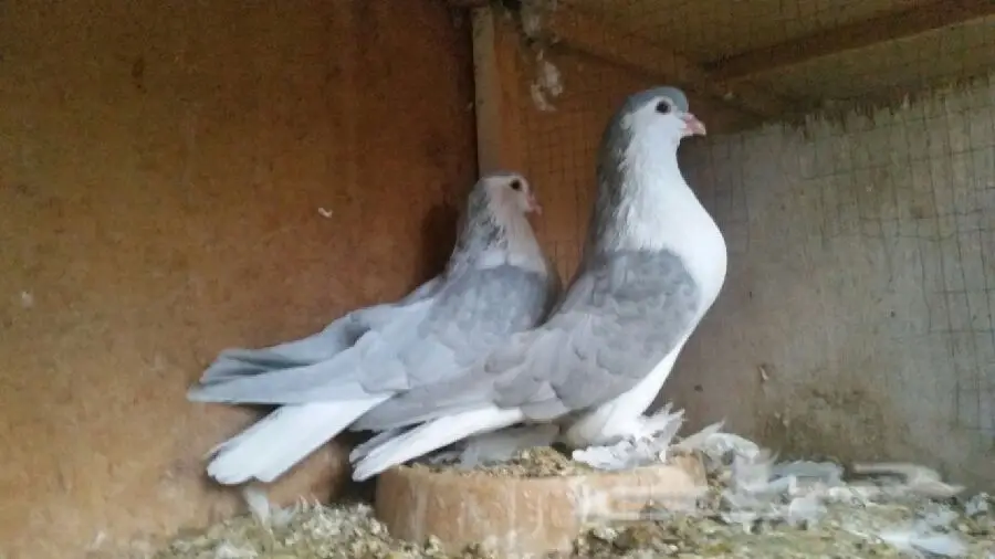 جواز شيرازي
الموقع الاحساء
(image 7)