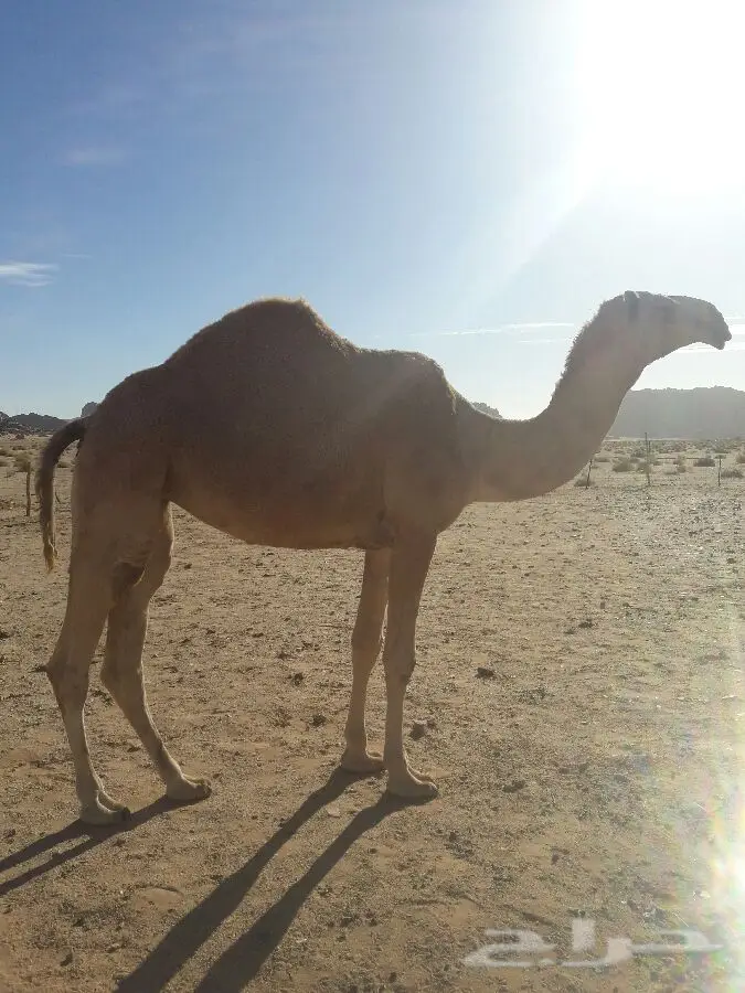 بكره جذعه للبيع (image 1)