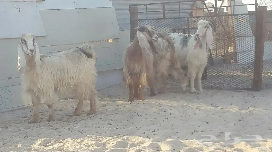 جفرات ملاوين - فرصة لا تُفوّت! (image 3)