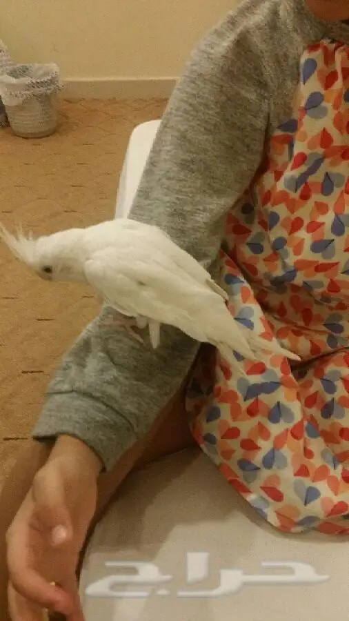 جوّز لبينو شرط أليف - فرصة لا تُفوّت! (image 1)