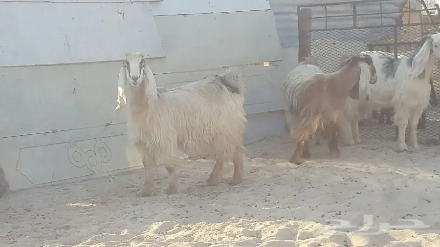 جفرات ملاوين - فرصة لا تُفوّت! (image 2)