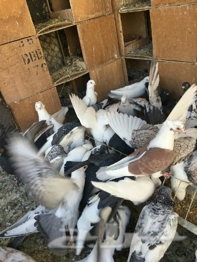 حمام للبيع (image 4)