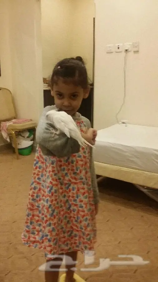 جوّز لبينو شرط أليف - فرصة لا تُفوّت! (image 4)