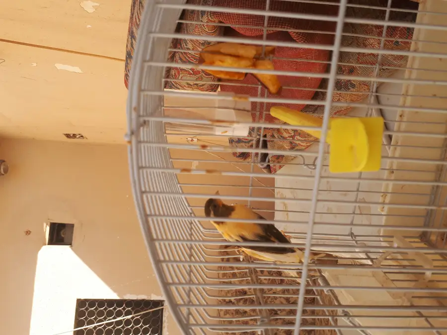 البديعة - انثى كناري سوري - جاهزة للتزاوج