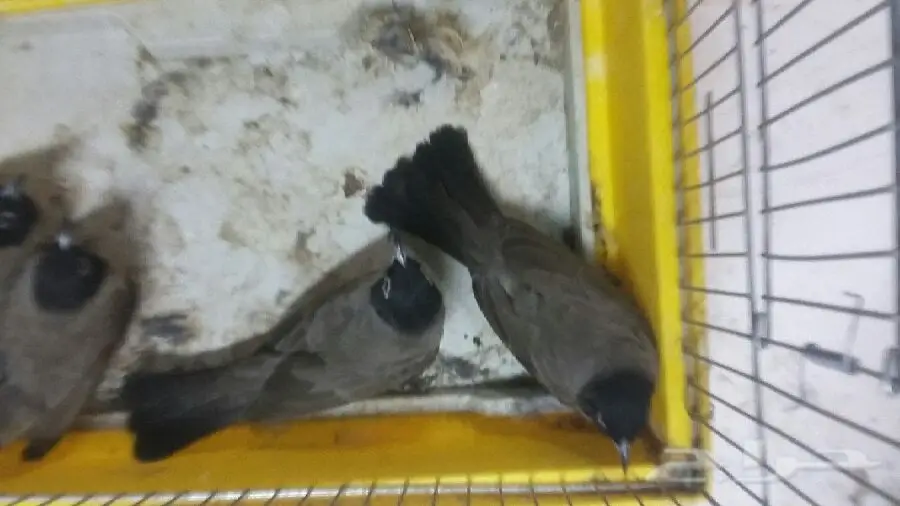 نغاري صيد  (image 1)