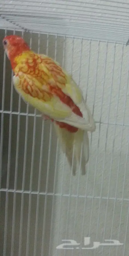 جوز روزيلا الأصيل - فرصة لا تُفوّت! (image 5)