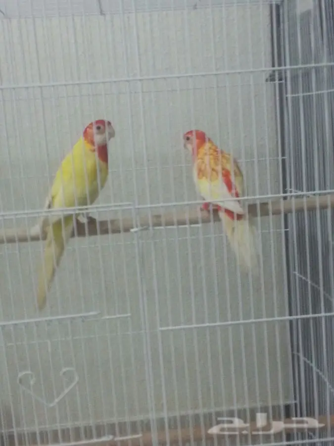 جوز روزيلا الأصيل - فرصة لا تُفوّت!