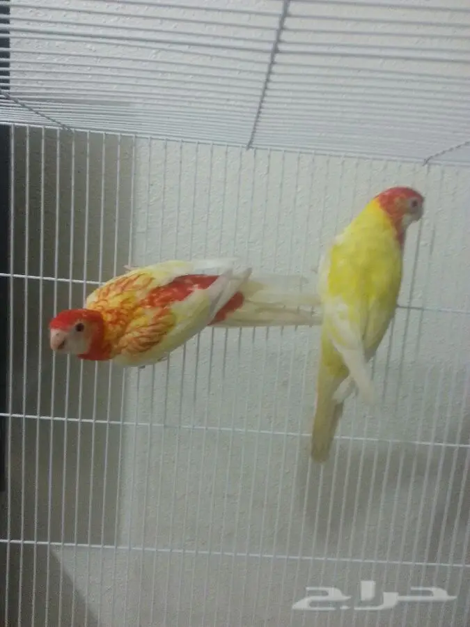 جوز روزيلا الأصيل - فرصة لا تُفوّت! (image 2)