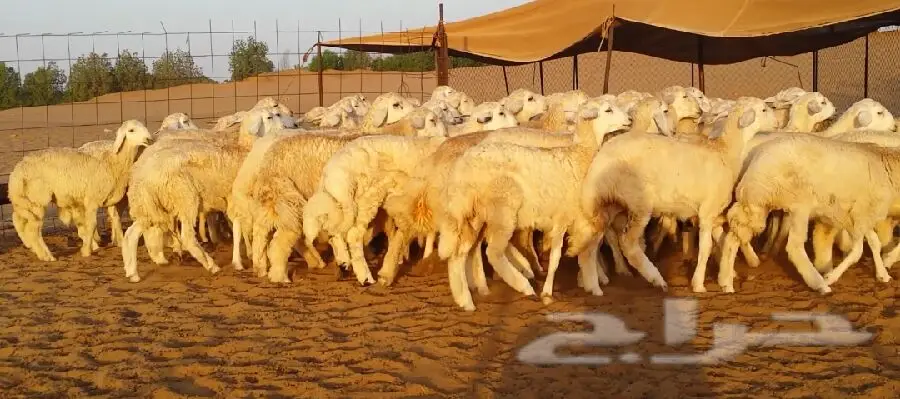 طليان حريه (image 1)