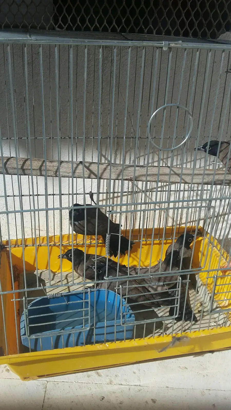 نغاري صيد (image 2)