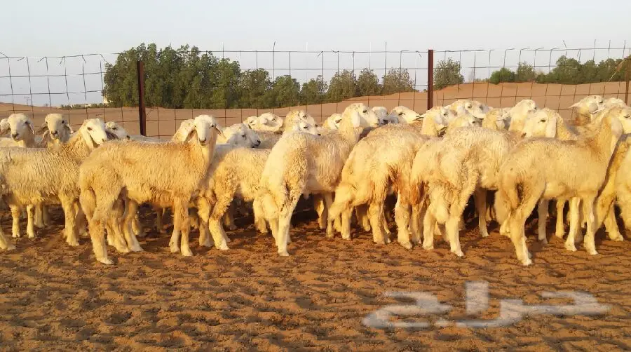 طليان حريه (image 4)