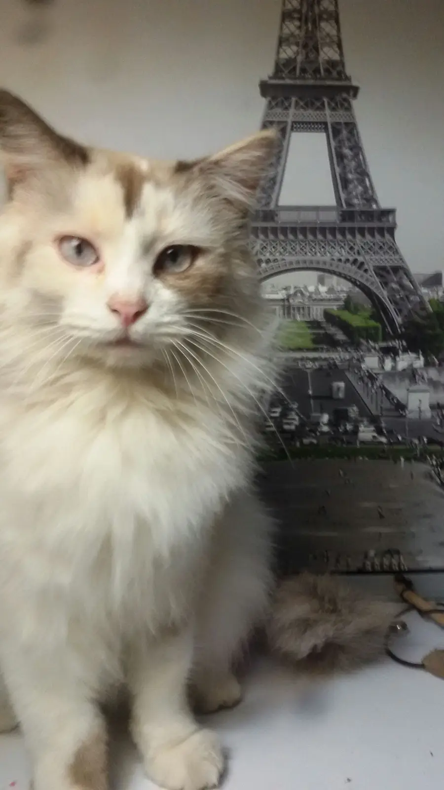 قطط أنثى رائعة للبيع - فرصة زواج مميزة!