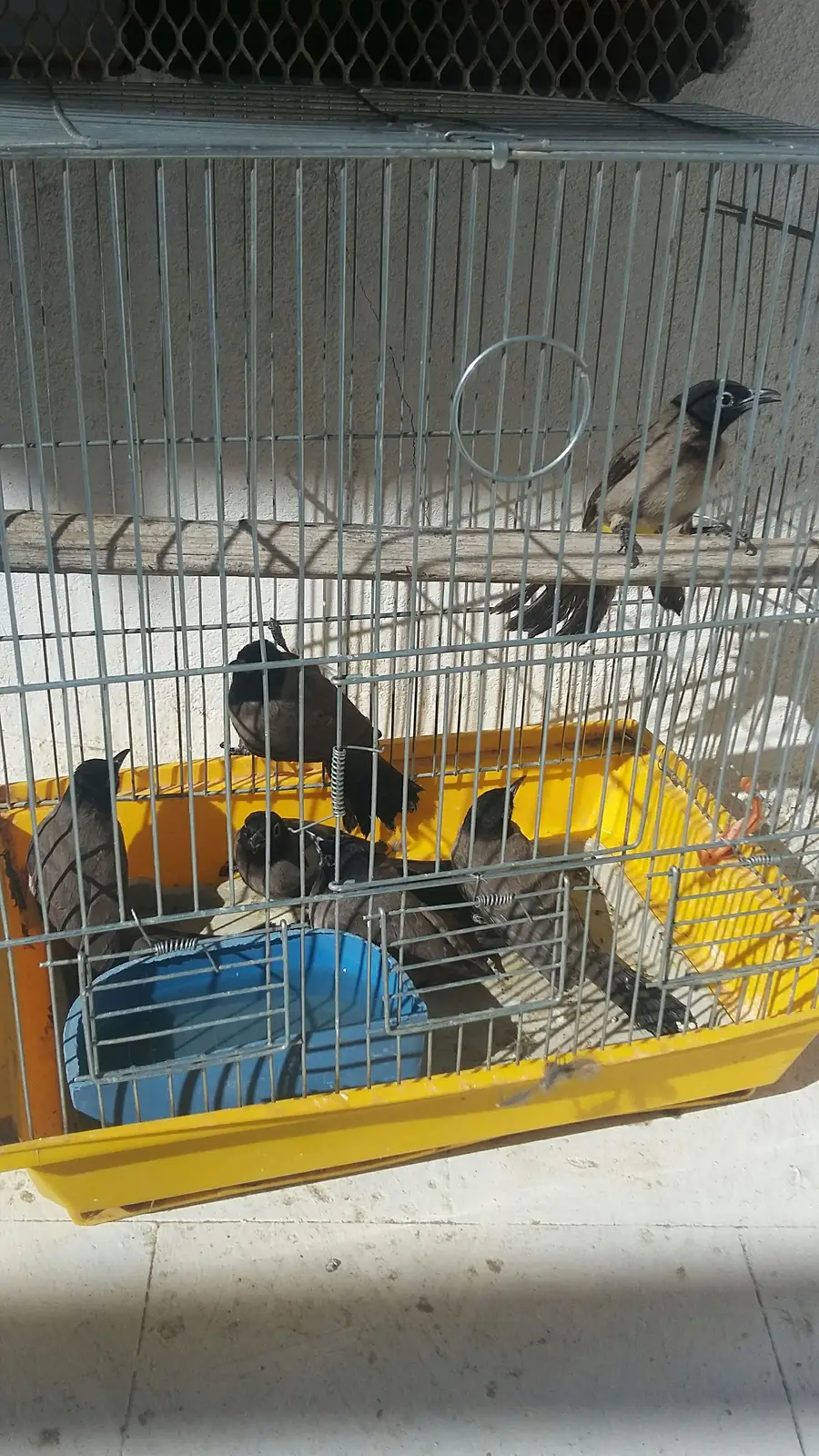 نغاري صيد (image 1)