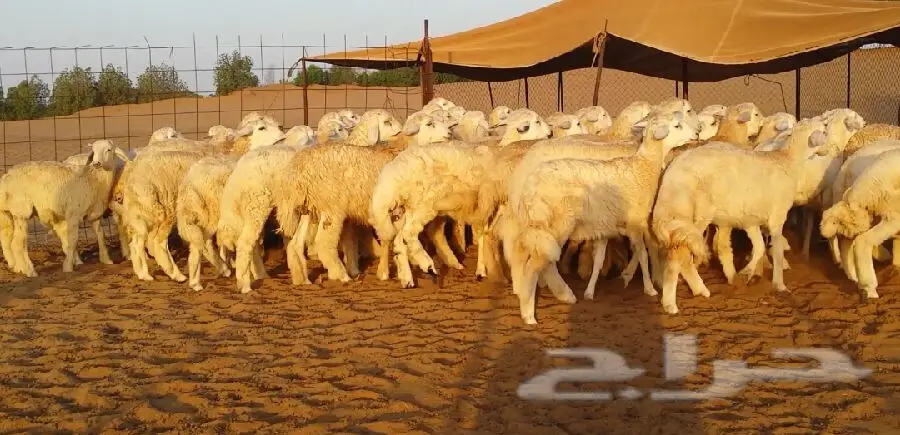 طليان حريه (image 2)