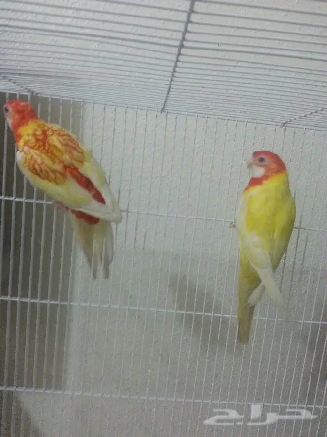 جوز روزيلا الأصيل - فرصة لا تُفوّت! (image 1)